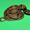 Common Kukri snake (Juvenile)