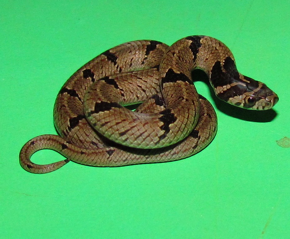 Common Kukri snake (Juvenile)