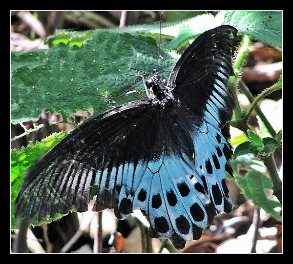 Blue Mormon butterfly Project Noah