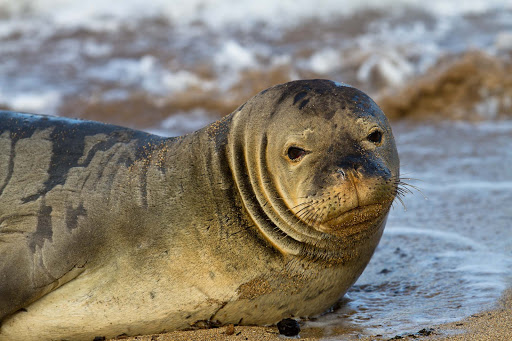 monk-seal-Hawaii - A monk seal on Lanai, Hawaii. 