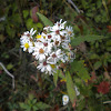 Calico aster