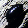 Black Woodland Cockroach