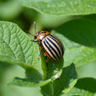 Colorado potato beetle