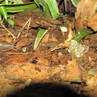 leopard slug (eggs)2