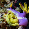 Nudibranch