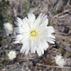 Desert Chicory