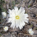 Desert Chicory