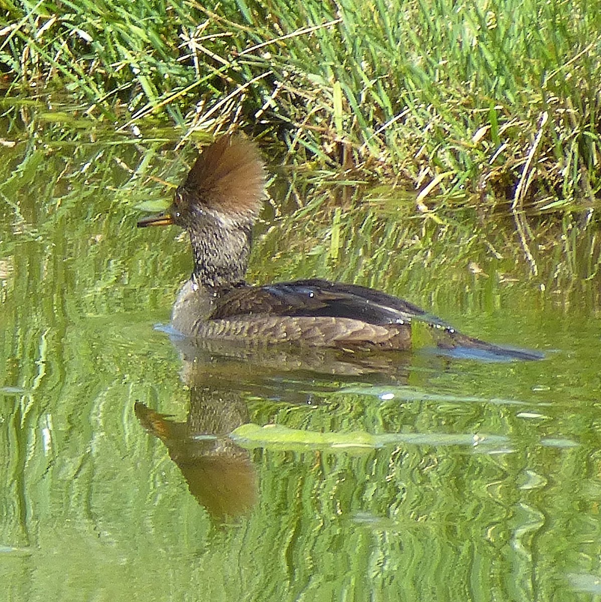 hooded-merganser-female-project-noah