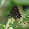 Juniper Hairstreak