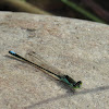 Black-fronted Forktail (male)