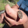 Great Plains Ratsnake