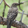 Townsend's Solitaire