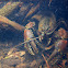 Tasmanian giant freshwater crayfish