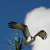Osprey (Pandion haliaetus)