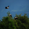 Bandurria, Buff-necked Ibis