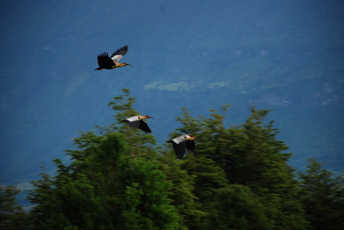 Bandurria, Buff-necked Ibis