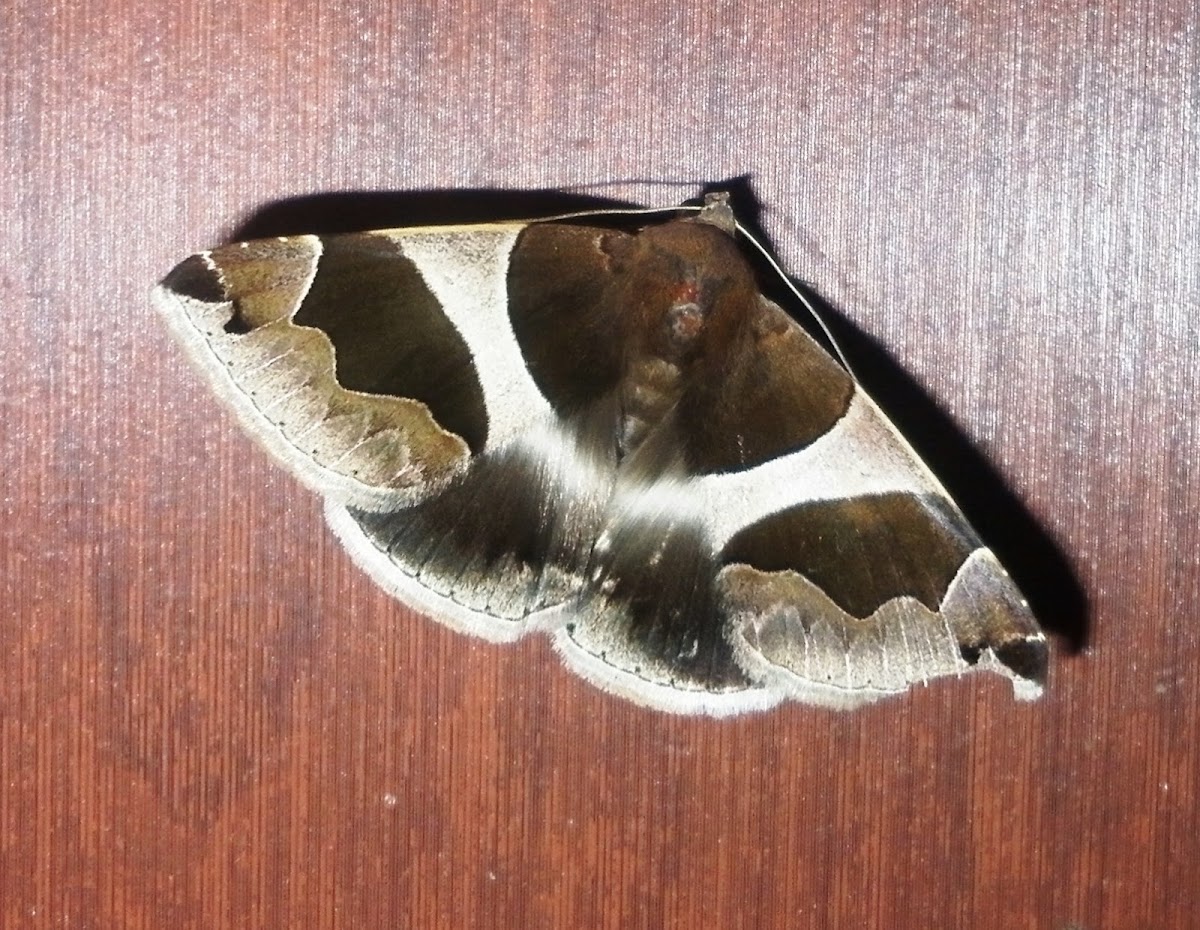 Passenger Moth
