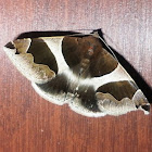Passenger Moth