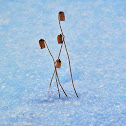 Common Haircap moss in snow