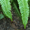 Ladder Fern