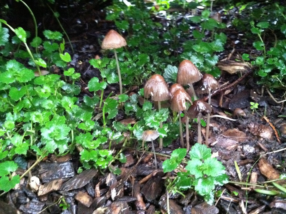 Brown dunce cap mushroom