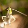 Bush-cricket