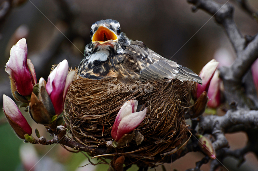 Screaming For Mum by Laura Retyi - Animals Birds