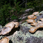 Turkey Tail