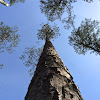 Loblolly Pine