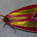 Golden Pink moth