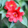 Camellia