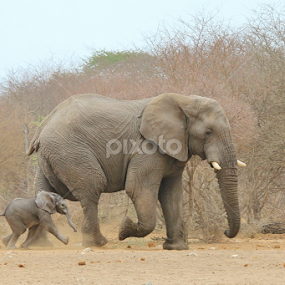 Elephant - Following Dad by Dries Alberts - Animals Other Mammals