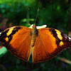 Autumn leaf butterfly