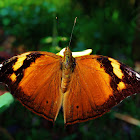 Autumn leaf butterfly