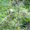 Piratic Flycatcher