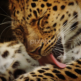 Leopard (Kruger National Park) by Jackson Visser - Animals Lions, Tigers & Big Cats