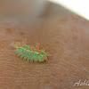 Spiny Slug Caterpillar