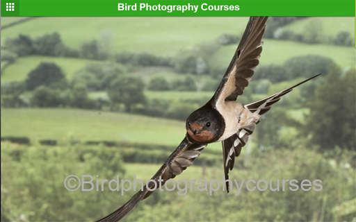 免費下載商業APP|Bird Photography Courses app開箱文|APP開箱王