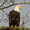 Bald Eagle - adult