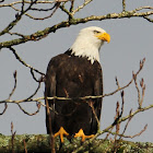 Bald Eagle - adult