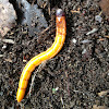 Wireworms, Click Beetle Larvae