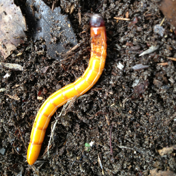 Wireworms, Click Beetle Larvae Project Noah