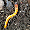 Wireworms, Click Beetle Larvae
