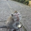 Crab-eating macaque