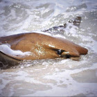 Cow Nosed Stingray