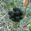 Common greenbrier fruit
