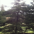 Colorado spruce