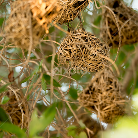 by Mohammad Alqorashi - Nature Up Close Hives & Nests