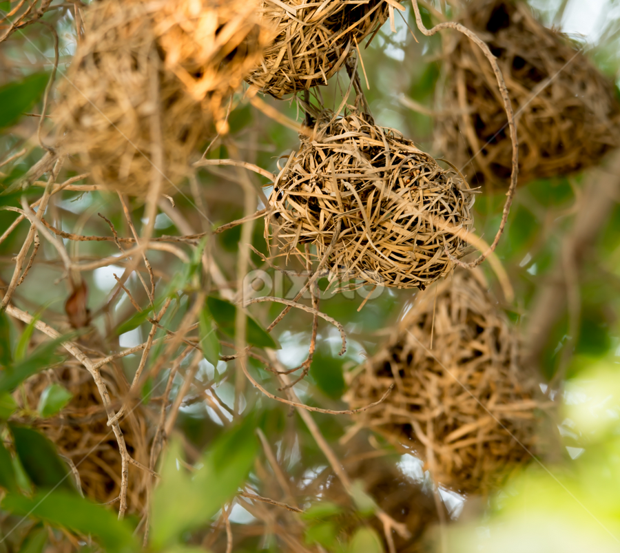 by Mohammad Alqorashi - Nature Up Close Hives & Nests