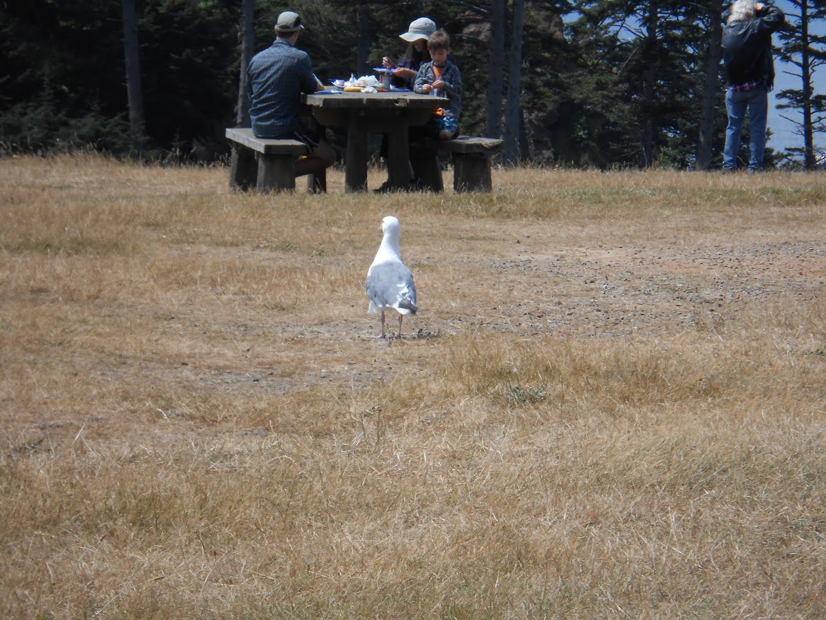 Western Gull